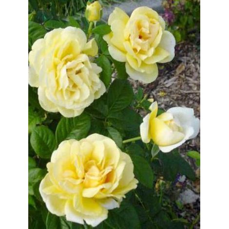 Rosier Thé moderne 'Michelangelo' Pot de 4L/5L (1/2)