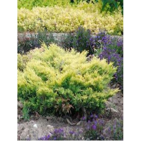Genévrier horizontal 'Limeglow' Pot de 7,5L/10L (1/5)