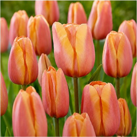 Tulipe Apricot Foxx Sgaravatti 6 bulbes jaune orangé, grandes fleurs aux nuances abricotées au printemps - 617085 (1/3)