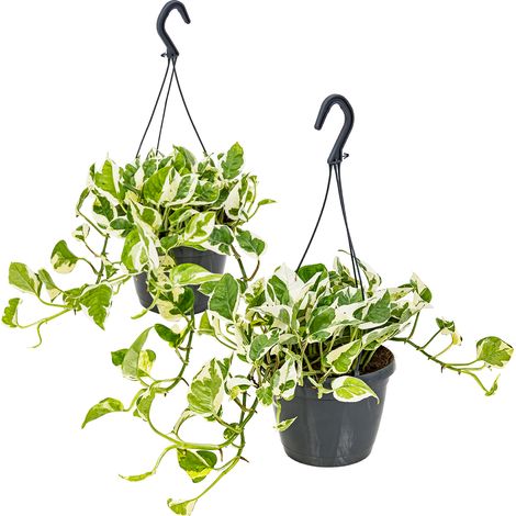 Bloomique - Lot de 2 Scindapsus N-Joy - Lierre du Diable - Plantes suspendues ou grimpantes - Dépolluantes - Entretien facile - 20-30 cm - Pot Ø15 cm