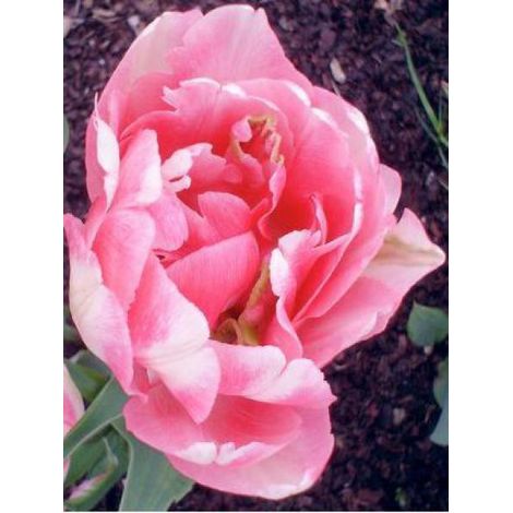 Tulipe double tardive 'Foxtrot' Bulbe calibre 12+ (par 10) (1/3)
