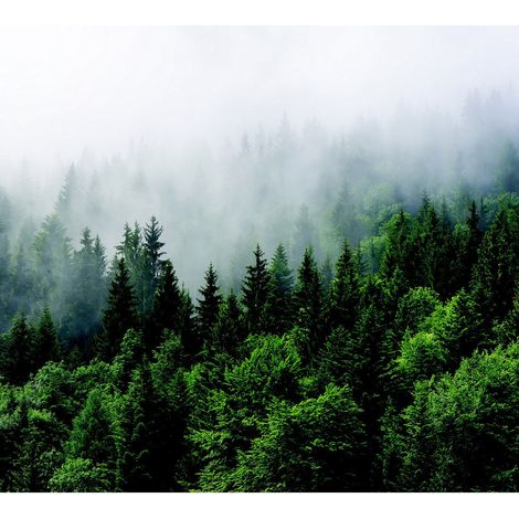 Papier peint foret avec brouillard 225 x 270 cm (1/3)