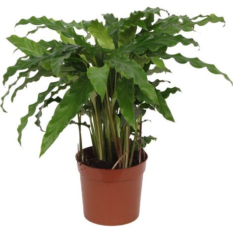 Calathea Bluegrass - Plante d'Intérieur Décorative - Vert-Bleu et Violet - 35 cm - Ø12 cm - PANGIVO (1/2)