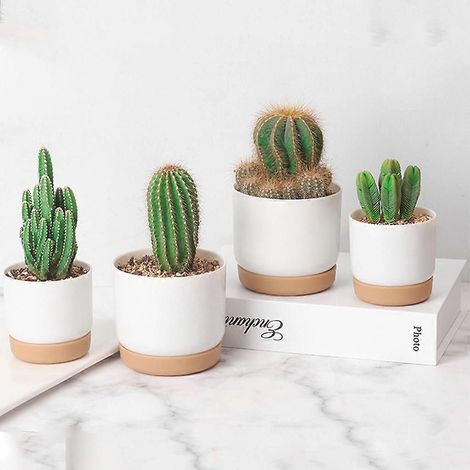 Accessoires pour grands et petits pots de fleurs haute résistance pour cactus - Petits pots (1/4)