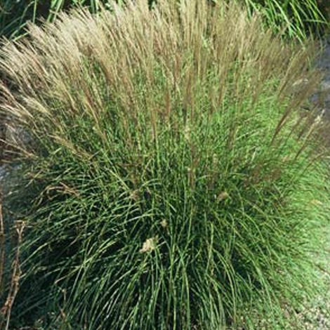 4 x Eulalie  - Miscanthus sinensis 'Adagio'  - godet 9x9 cm