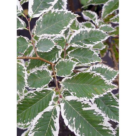Orme de Sibérie 'Variegata' Pot de 7,5L/10L