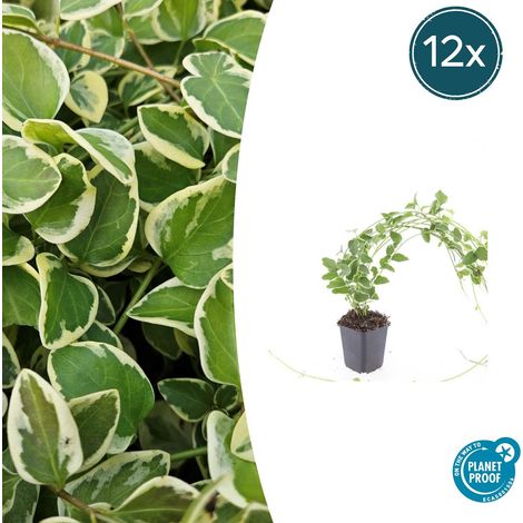 Lot de 12 Vinca major 'Variegata' - Grande Pervenche Panachée Couvre-sol Persistant - Ø9cm 10-25cm - PANGIVO (1/5)