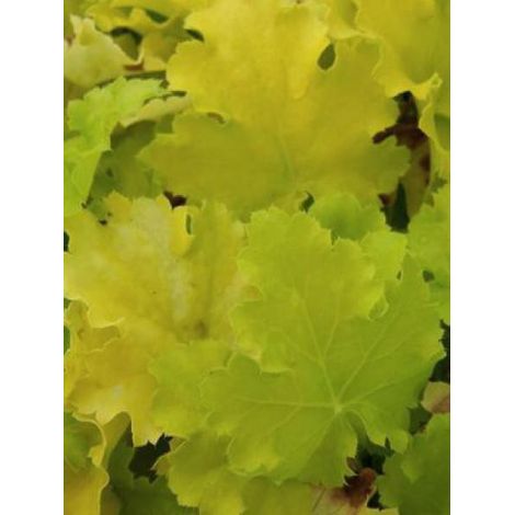 Heuchère 'Lime Marmalade'® Pot de 2L/3L (1/3)