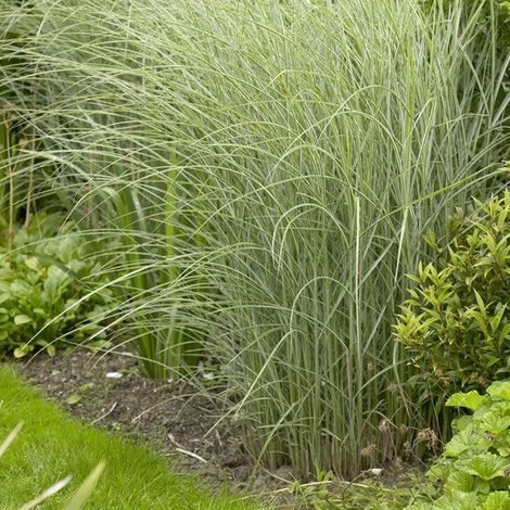 4 x Eulalie  - Miscanthus sinensis 'Morning Light'  - godet 9x9