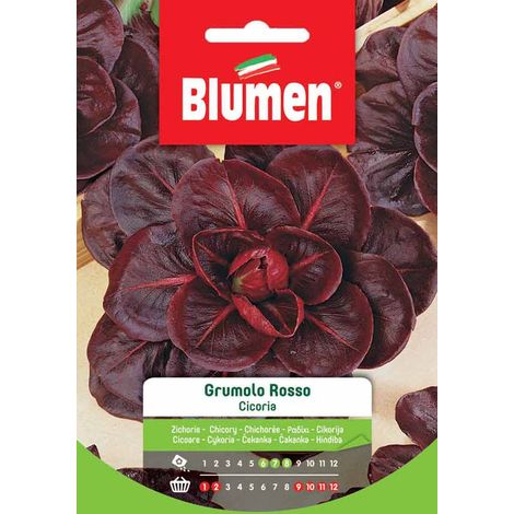 SEMI CICORIA GRUMOLO ROSSO BLUMEN