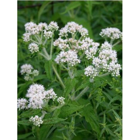 Eupatoire perfoliée Godet de 8/9 cm (1/2)