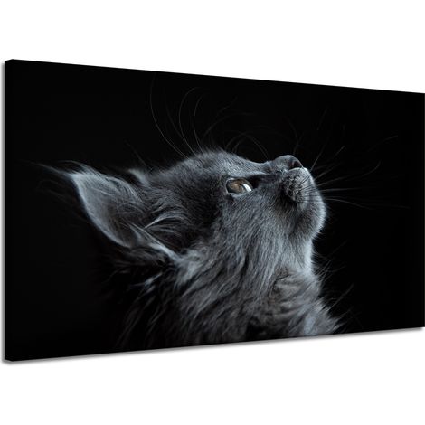 Leinwanddruck Tiere Perserkatze 120x70 cm