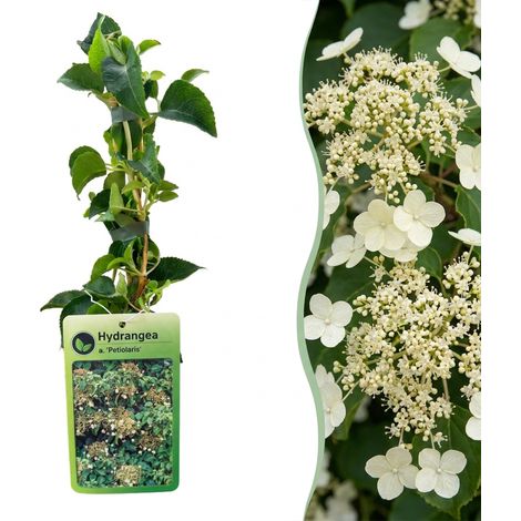 Jasmin Rose Grimpant Jasminum stephanense Plante Grimpante Clôture Pergola Lot de 4 (1/5)