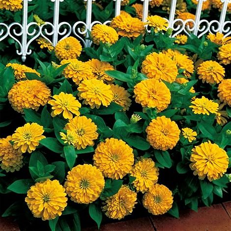 Zinnia Elegans Semences 1000 – Patrimoniales, Pollinisation Libre, Non Traitée, Couleurs Vives pour Jardin – Jaune (1/5)