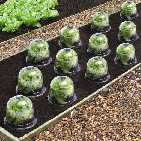 Schutzgewächshaus für Salatglockenpflanzen x12 (1/5)