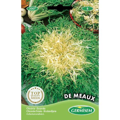 Graines Chicorée frisée de Meaux Multicolore