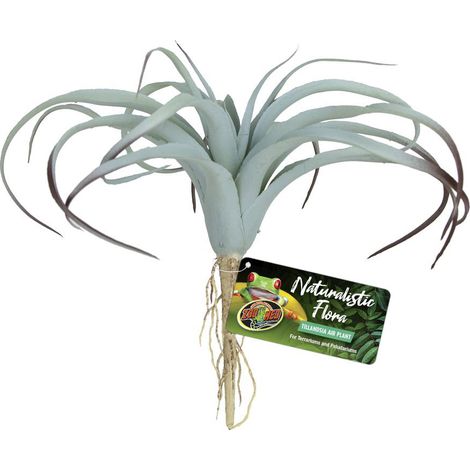 Naturalistic Flora Tillandsia Air Plant