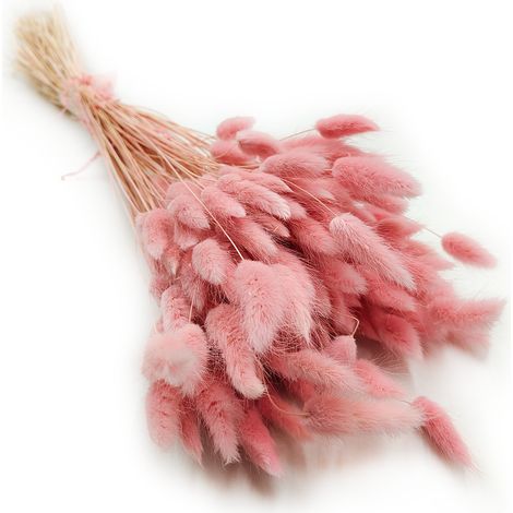 Getrockneter Lagurus - Lagurus ovata - rosa (1/4)