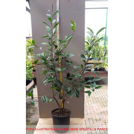 1 PIANTA DI PHOTINIA DA SIEPE IN VASO 18CM sempreverde