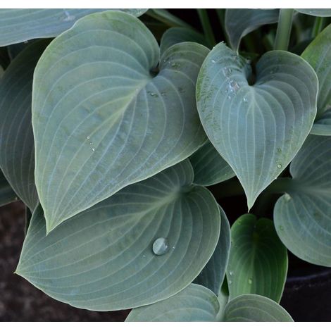 Hosta Bressingham Blue/Pot de 3L - 20/40 cm (1/4)