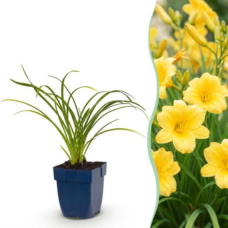 Hémérocalle Stella de Oro Jaune - Plante Vivace Mellifère pour Jardin - Lot de 24 Plants - PANGIVO (1/5)