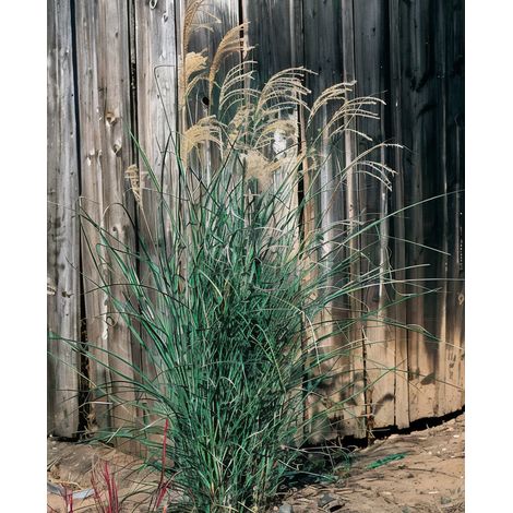 Gardenaria Miscanthus sinensis 'Graziella' - Graminacea ornamentale da esterno - Altezza: 60 cm (vaso 17) (1/3)