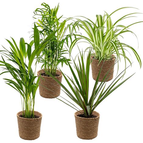 Bloomique - Lot de 4 - Mélange dépolluant - Dracaena - Dypsis - Chamaedorea - Chlorophytum - Plantes d’intérieur - Hauteur 20-40 cm - Panier en jonc de mer 12 cm