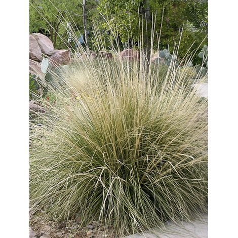 Muhlenbergia rigens Godet de 8/9 cm