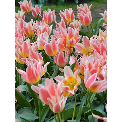 bulbi di TULIPANI QUEBEC 11/12