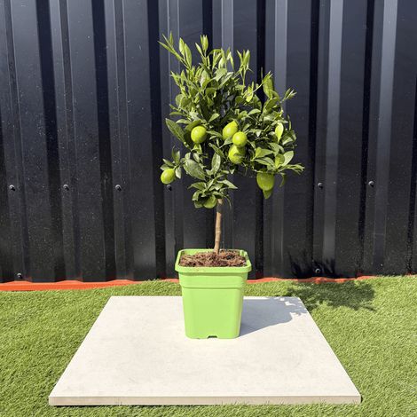 Limequat Citrus Aurantifolia / Fortunella Japonica Hauteur 70 cm
