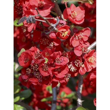 Cognassier du Japon 'Elly Mossel' Pot de 2L/3L (1/3)