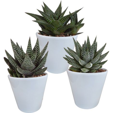Lot de 3 Plantes Grasses Gasteria et Haworthia, Succulentes en Pots Blancs 8,5 cm, Mix Vert - PANGIVO (1/5)