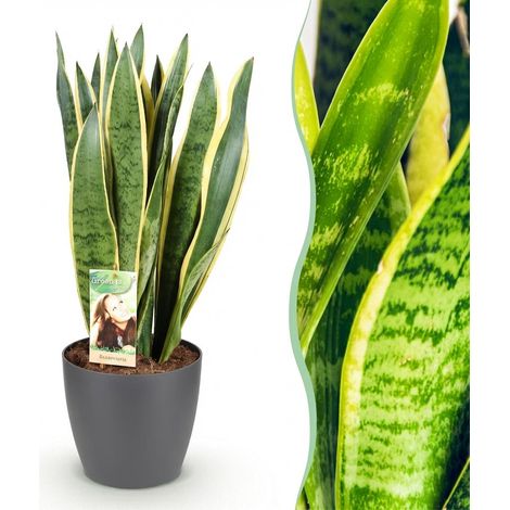 Sansevieria Laurentii - Plante d'Intérieur Dépolluante - Vert et Jaune - Pot 21 cm - 70-80 cm - PANGIVO (1/5)
