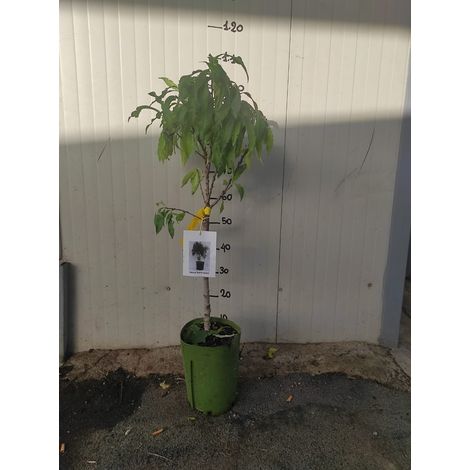 Pêche de noyer naine 110cm photo réelle plante fruitière, naine, plante en pot