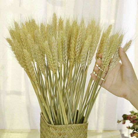 Fleurs Séchées Naturelles Herbe Sèche Réas de Blé, 200pcs Dried Wheat Sheaves Flower Bouquet Bundles de Blé Décoration pour la Maison, Le Magasin de Mariage (1/5)