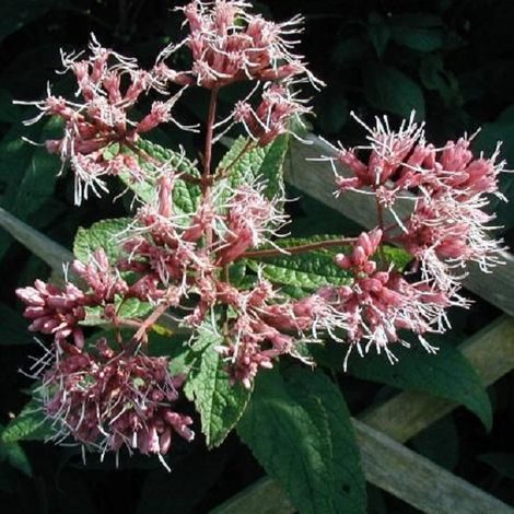4 x Eupatoire pourpre - Eupatorium purpureum  - godet 9x9 cm