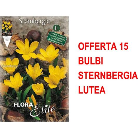 BULBI AUTUNNALI OFFERTA 15 BULBI STERNBERGIA LUTEA BULBI BULBS BULBES
