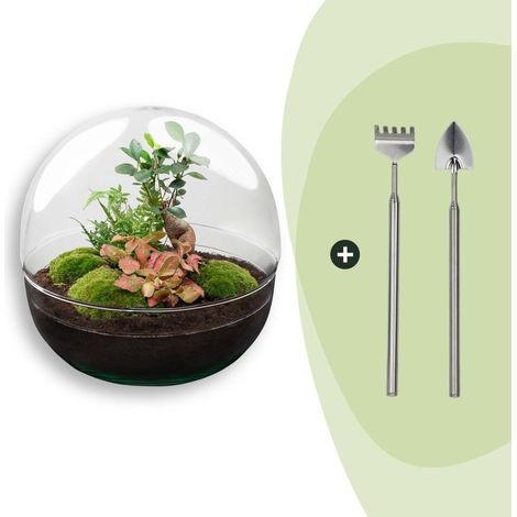Terrarium de Plantes DIY Écosystème Autonome Dôme en Verre avec Bonsaï Ficus Ø 30 x 30 cm - PANGIVO (1/3)