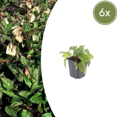 Lot de 6 Symphytum grandiflorum - Plante Vivace Couvre-sol Ombre et Mi-ombre - Fleurs Crème - Ø9cm - PANGIVO (1/5)