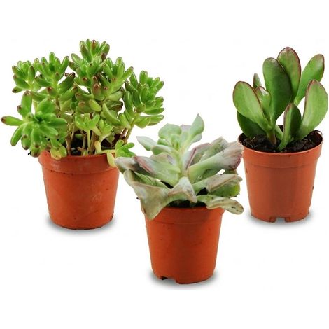Lot de 3 Mini Succulentes Mélangées Plantes Grasses Ø 5,5 cm Hauteur 5-10 cm Décoration Intérieure - PANGIVO (1/4)