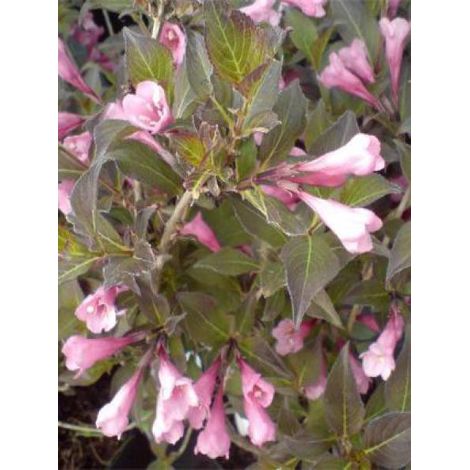 Weigela florida 'Nana Purpurea' Pot de 3L/4L (1/3)