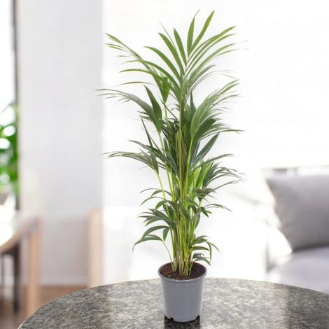 Gardenaria Howea forsteriana (Kentia) - Pianta da interno ornamentale - Altezza: 80 cm (vaso 17)
