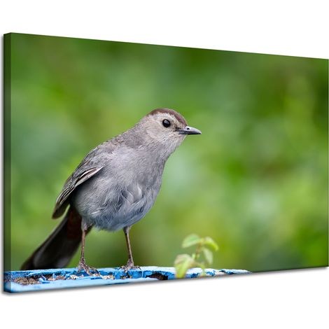 Lienzo impreso con animales: Pájaro sentado, 120x80 cm.