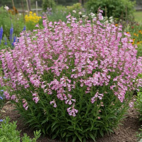 Penstemon Pensham Laura/Godet - 5/20 cm