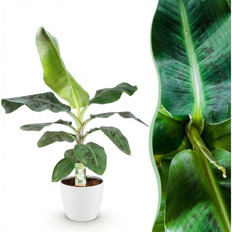 Bananier Nain Musa acuminata Dwarf Cavendish Plante d'intérieur avec Pot Blanc 21 cm H70-75 cm - PANGIVO (1/5)