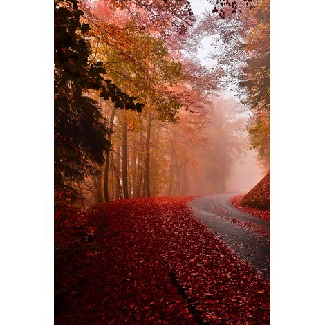 Tableau nature explosion automnale Toile imprimée (1/5)