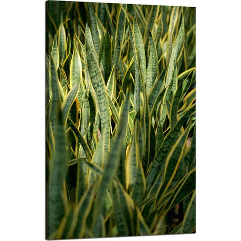 Leinwanddruck Botanik Grünes Gras 50x80 cm