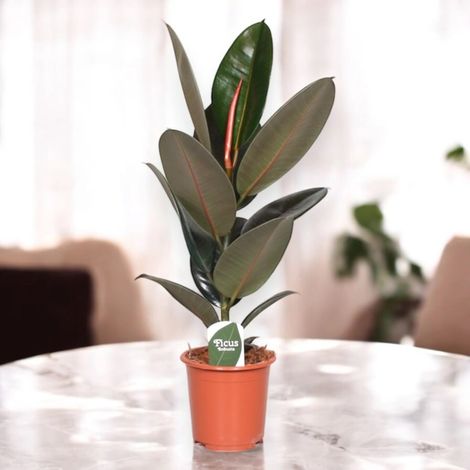 Gardenaria Ficus elastica 'Abidjan' - Pianta da interno ornamentale - Altezza: 120/150cm (vaso 22) (1/5)
