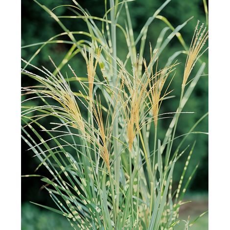 Gardenaria Miscanthus sinensis 'Strictus' - Graminacea ornamentale da esterno - Altezza: 60 cm (vaso 17) (1/5)