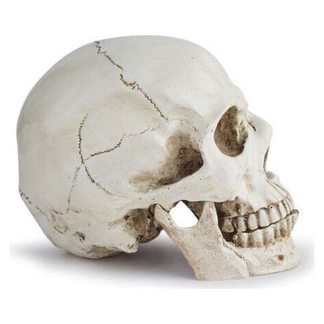 Crâne humain réaliste en résine – Dimensions 19 x 10,5 x 13 cm – Décoration Halloween et outil pédagogique anatomie-Muntra (1/4)
